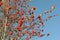Tall red rowan tree with many berries. A tree with bright rowan berries. Autumn foliage of a tree with red berries. Wallpaper