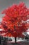 Tall red tree above a neighborhood sidewalk in black and white landscape