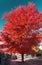 Tall red tree above a neighborhood sidewalk in Denver Colorado