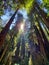 Tall Redwood Tree