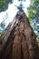 Tall redwood tree