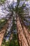 Tall Redwood trees Sequoia sempervirens, California