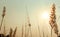 Tall reeds closeup with sunset sky.