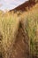 Tall Reeds and Grass Along Outback Track.