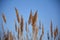 Tall Reeds of Grass Blowing in the Wind