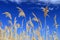 Tall Reeds, Phragmites australis, against Blue Sky at Nicolle Marsh, Buffalo Pound Provincial Park, Saskatchewan, Canada