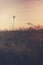 Tall retro style landscape with dry wild plants on the beach