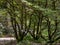 Tall rhododendron trees branching over garden path