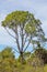 Tall Rising Pine Tree Against The Sky