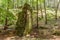 Tall rock formations in a dense forest