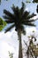 Tall royal palm tree