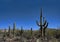 Tall Saguaro Cactus