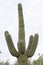 Tall Saguaro Cactus