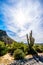 Tall Saguaro Cactus in the Arizona Semi Desert landscape