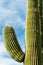 Tall saguaro cactus with arm with green ridges and visible spikes in the hills of arizona in sabino national park