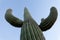 Tall Saguaro Cactus Carnegiea gigantea spiny arms