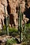 Tall saguaro cactus in the desert highlands