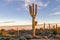 Tall Saguaro Cactus At Dusk In the Desert