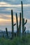 Tall saguaro cactus family reaching up to sunset in early morning sunrise with shrubs and bushes in late evening