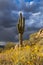 Tall Saguaro Cactus With Storm Clouds In Scottsdale, Arizona