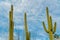 Tall saguaro cactuses with visible spikes and ridges in late afternoon shade and sun with blue sky and clouds