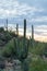 Tall saguaro and mexican cactus on hillside in the cliffs and mountains in tuscon arizona in late evening or early sunrise