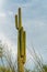 Tall saguaro or mexican cactus with new growth arms in a desert environment in sonor or tuscon arizona woods