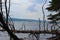 A tall sailing ship seen from behind a dead fallen tree on Baddeck Island on the Bras D`or Lakes, Cape Breton