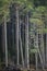 Tall Scots Pine on Loch Mallachie in Scotland.