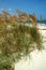 Tall sea grass on the beach