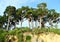 Tall Sea Mahua Trees in Littoral Forest on Top of Hill against Blue Sky - Landscape at Neil island, Andaman Nicobar Islands, India