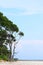 Tall Sea Mohua - Manilkara Littoralis - Trees against Clear Blue Sky - Natural Landscape - Laxmanpur Beach, Neil Island, Andaman