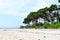 Tall Sea Mohua Trees at Sandy Beach - Natural Landscape - Sunset Point, Laxmanpur, Neil Island, Andaman, India