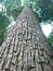 Tall Seraya tree