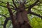 a tall, shady tree with dense leaves provides coolness during the day