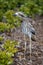 Tall skinny shorebird stands in a bush