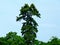 Tall slander pine tree reaching way above the top of surrounding forest. blue sky