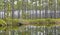 Tall Slash Pine plantation and Saw Palmetto reflected in Okefenokee Swamp Pond