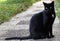 A tall slender black male cat