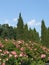 Tall, slender cypresses in the background and thick, lush bushes of pink roses on the front