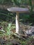 tall, slender mushroom with a gracefully curved stem and lead-gray cap