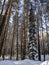 Tall slender spruce in a pine forest covered with snow. Winter forest landscape