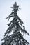 Tall slender spruce under the snow against the blue sky.