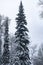 Tall slender spruce under the snow against the blue sky.