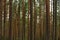 Tall slender trunks of pine forest trees in the summer morning light