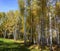 Tall slender white birch trunks in a golden dress Russian autum