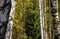 Tall slender white birch trunks in a golden dress Russian autum