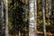 Tall slender white birch trunks in a golden dress Russian autum