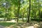 Tall slim green trees in a garden