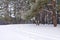 Tall smooth snowy pines stand on edge of forest